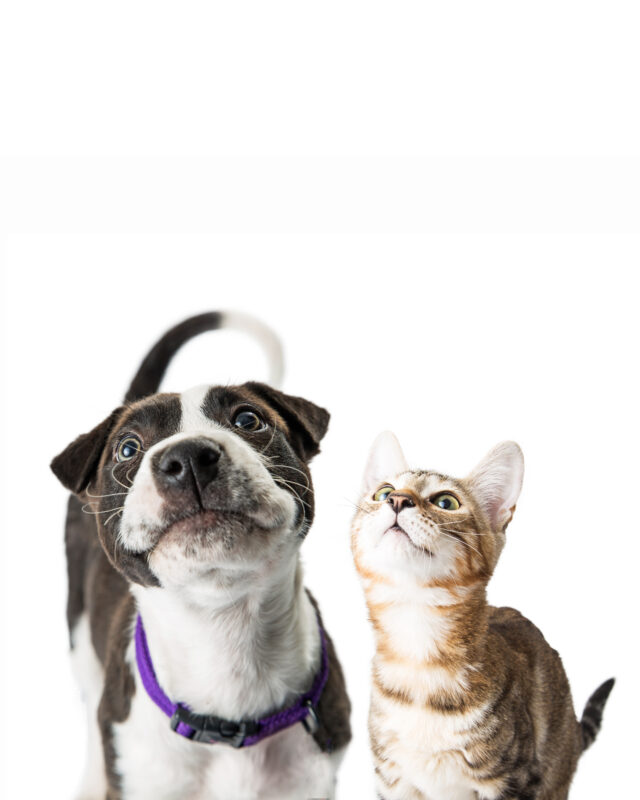Pets supplies